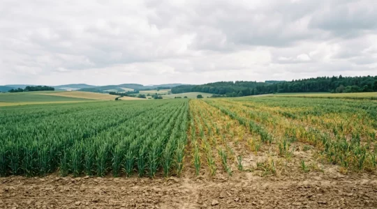 Erschöpfter Ackerboden mit sichtbaren Ertragseinbußen trotz Düngung in deutscher Agrarlandschaft