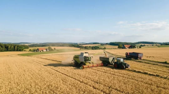 Mähdrescher bei der Getreideernte mit Transportfahrzeugen im Hintergrund auf deutschem Feld