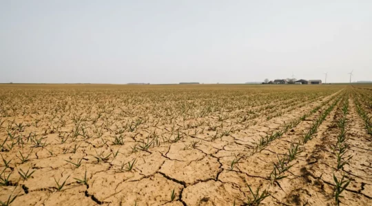 Getreidefeld unter Trockenheitsstress mit resilienten Kulturpflanzen in der deutschen Landwirtschaft